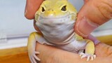 Cute Funny Lizard | How To Make It Mad