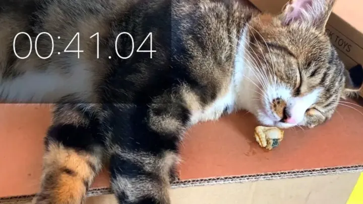 The cat that takes the longest time to wake up