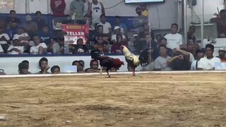 4 Stag - Cabuyao Coliseum - Grey - Win