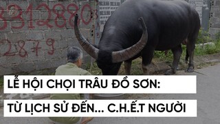 SỰ THẬT ĐẰNG SAU LỄ HỘI CHỌI TRÂU Ở ĐỒ SƠN