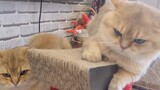 [Animals][Vlog]Cute moments of two orange cats