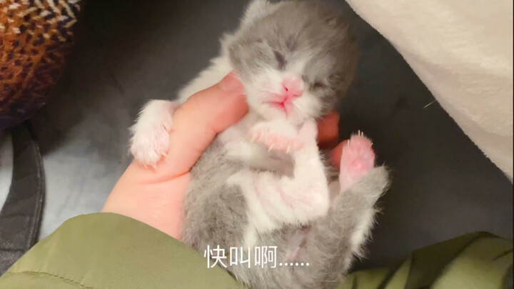 猫妈不按时喂奶怎么办？把它的孩子搞哭.....