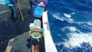 catching wild tuna in Pacific