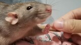 Dance|The Daily Life of Greedy Eater Fancy Rat