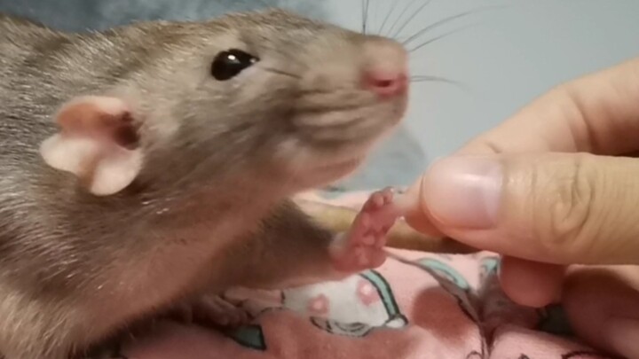 Động vật|Chuyện ăn uống thường ngày của Fancy Rat