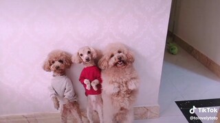 Những Chú Chó Bị Phạt Đáng Yêu Chỉ Vì ... Nghịch Quá - #1