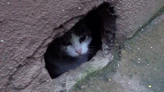 Lonely cat lives in hole the wall