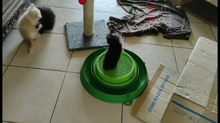 Persian cat playing