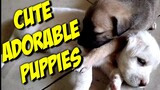 Cute Adorable Puppies