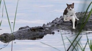 “猫：看好了，我只教一遍”