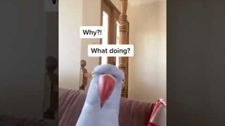 Smooth Criminal Parrot with Cover Up Kisses