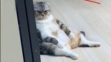 Hilarious Cats Who'll Conquer your Heart - Funny Pet Video