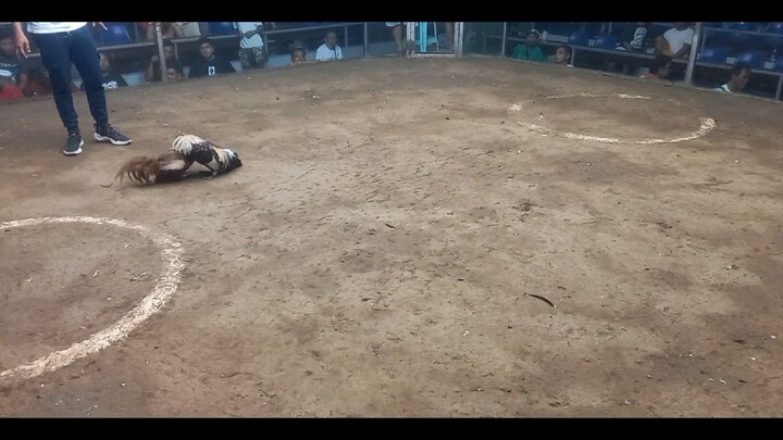 2 hits ulutan SMSCA Para Champion 2nd Fight Melsims Grey