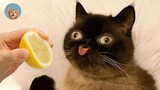 Funniest Cats - Best Of The 2021 Funny Animal Videos | MEOW
