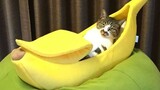 Phản ứng vui nhộn của mèo 😻 Tổng hợp động vật vui nhộn nhất #1