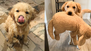 ลูกสัตว์น่ารัก วิดีโอ รวบรวมช่วงเวลาที่น่ารักที่สุดของสัตว์ - 🐶 Cutest Puppies 1 🐶