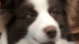 Beautiful border collie despises human beings