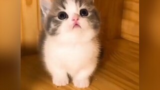 猫猫虫……嘿嘿🤤