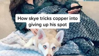 She knows exactly what she’s doing fyp foryou dogsoftiktok smartdog