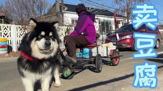 阿拉斯加犬：没有一根鸡大腿是白吃的，都是我拉车卖豆腐挣来的！