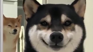 [สัตว์]วิดีโอตลกของสุนัข