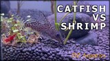 Shrimp and Catfish in one tank