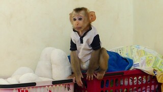 Look So Pity!! Monkey Baby Maku Run Crying In Room When Mom Take brother Maki to the bathroom