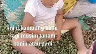 lagi musim tanam padi