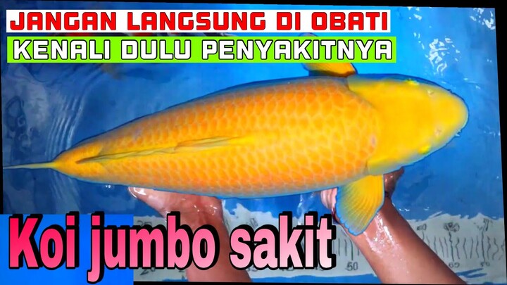 KOI JUMBO SAKIT JANGAN LANGSUNG DI OBATI - CARA KARANTINA IKAN KOI