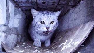 A hungry cat lives in a brick wall