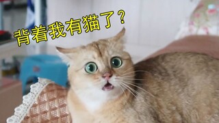 那些无法解释的猫叫声和肢体语言