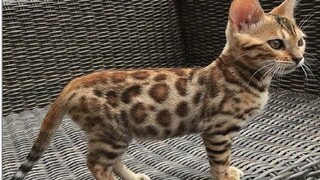 Cute And Funny Cat Compilation - A Cute Cat Meowing | Funny Dogs And Cats