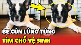 Khoảnh khắc HÀI HƯỚC của bé Bull Pháp khi tìm chỗ đi VỆ SINH 😂 | Yêu Lu