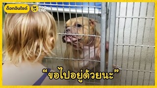 มือเล็กๆของเด็กน้อยมอบชีวิตใหม่ให้น้องหมาป่วย | Dog's Clip