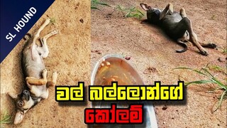 DOG PUPPY |බලු පැටියගේ හුරතලේ| DOG PETS| ANIMALS FUNNY  VIDEO|DOG|SL HOUND| SINHALA