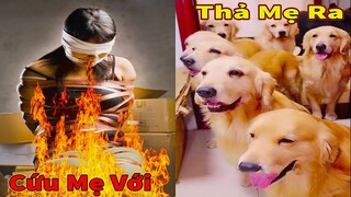 Thú Cưng TV | Trứng Vàng và Trứng Bạc #27 | Chó Golden Gâu Đần thông minh vui nhộn | Pets smart dog