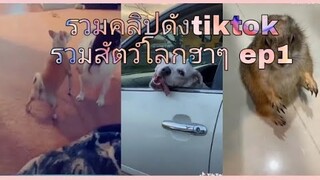 รวมคลิปดัง tiktok  #สัตว์โลกน่ารัก #สัตว์เลี้ยง  31/1/64