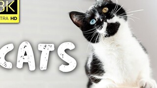 Beautiful Cats Collection in 8K ULTRA HD (60 FPS) Relaxation Film With Relaxation Music