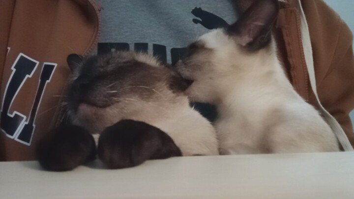 [Kebisingan putih/alat bantu tidur] Belaian kucing & dengkuran kucing yang mendalam (kebahagiaan gan