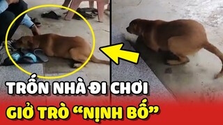 Chiệu trò của CÚN CỎ chuyên dùng NỊNH BỐ mỗi khi TRỐN ĐI CHƠI 😂 | Yêu Lu