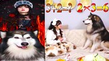 Thú Cưng TV | Dương KC Pets | Ngáo Bảo Bảo #7 | chó thông minh vui nhộn | funny cute smart dog