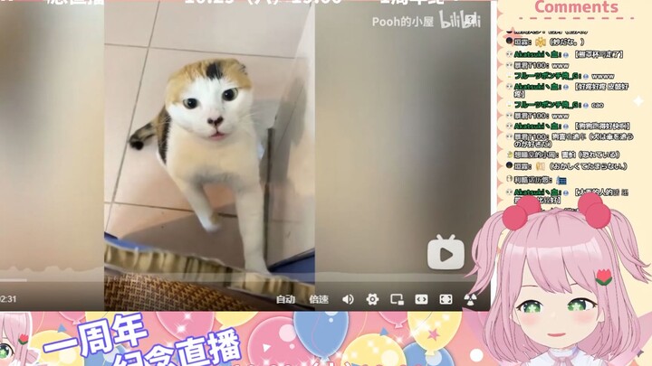 日本妖精看《“去做猫！做不被定义的猫！”》