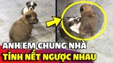 Con Sen bất lực trước hai bé cún có TÍNH NẾT TRÁI NGƯỢC sơ hở là đánh nhau 😅 | Gâu Đần