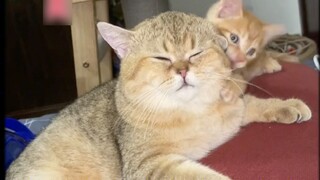 วันนี้ฉันต้องส่งเสี่ยวจูไป... (เพื่อนที่ไม่เข้าใจเหตุและผลสามารถชมวิดีโอก่อนหน้าได้~)