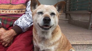 14-year-old dog sells fish with Grandma. One old lady and one dog