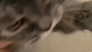 kitty