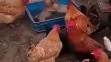 Organizer na ang mga manok ngayon