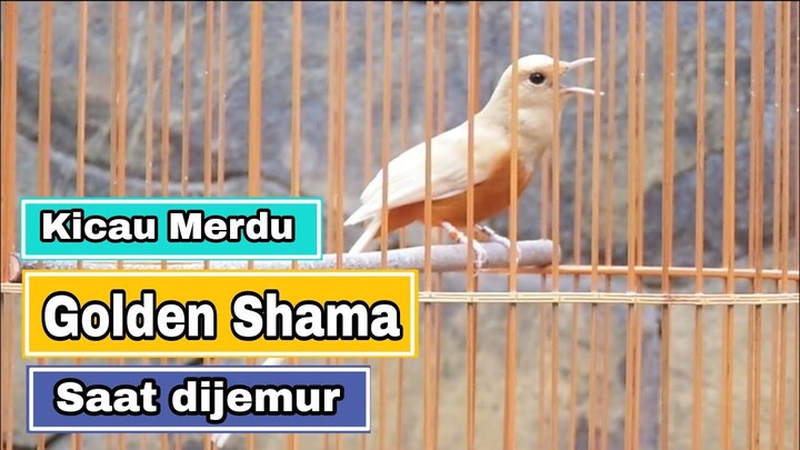 Murai Batu Golden Shama | Kicau merdu saat dijemur