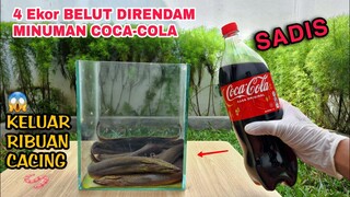 EKSPERIMEN: BELUT vs COCA-COLA.. Banyak CACING KELUAR DARI PERUT