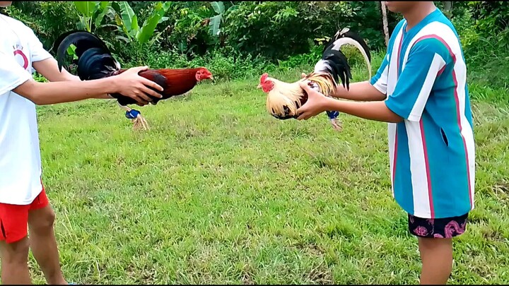 Sparing sa umaga batang sabongero❤️💯